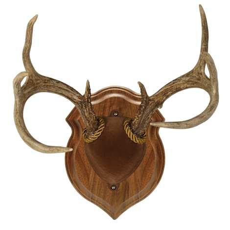 Taxidermy Supplies