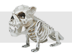 Halloween Indoor Décor