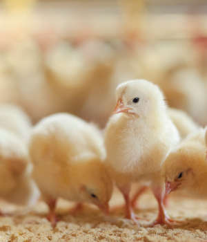 Farm & Livestock