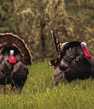Turkey Hunting