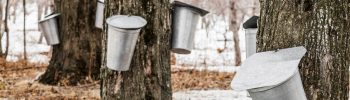 Maple Syruping