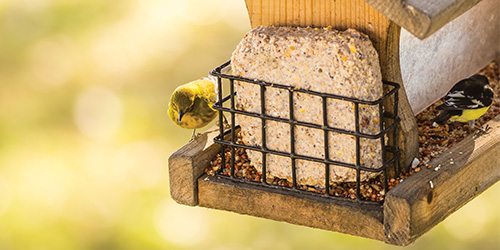 Bird Feeder