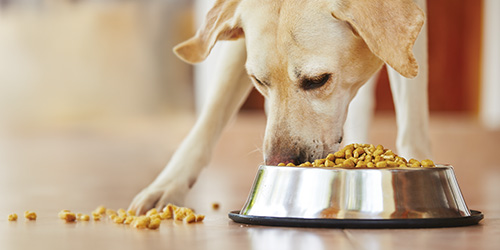 Dog Food