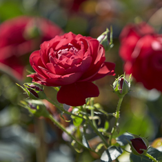 red flowers