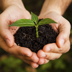 hands holding plant