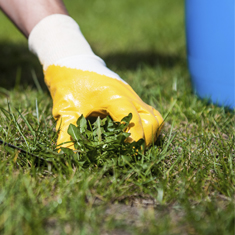 pulling weeds