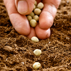 hands holding plant