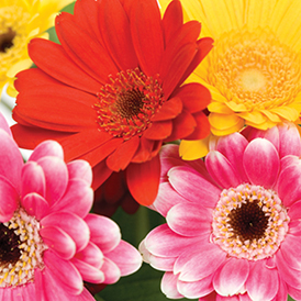 annual blooms