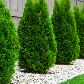 border of arborvitaes