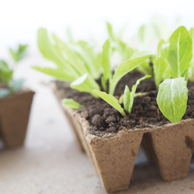 seedlings beginning to grow for spring gardening