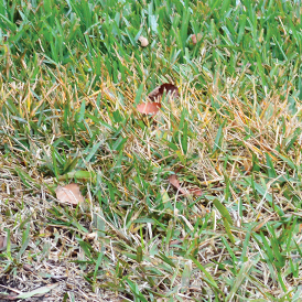 yellow grass spot in lawn