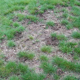 common symptom bare spots in lawns