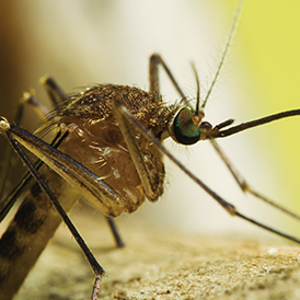 nasty looking mosquito waiting to bite you