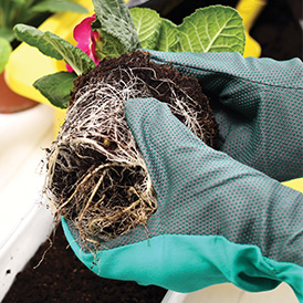 root bound plant being repotted