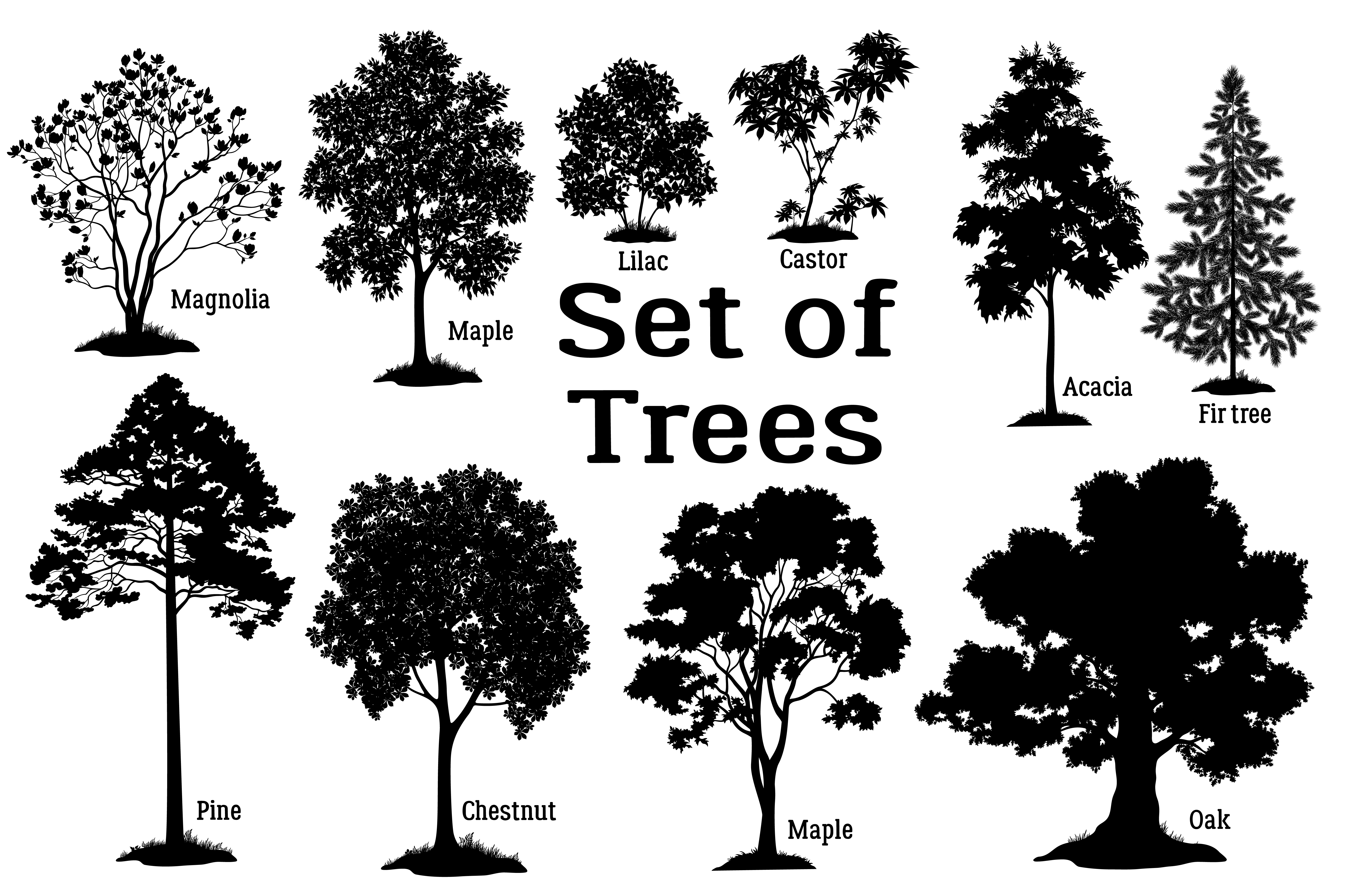 flora,branch,fir,shrub,spring,magnolia,bloom,drawing,wood,castor,crown,tree,deciduous,christmas,plant,silhouette,conifer,forest,pine,bush,isolated,summer,pictogram,ecology,lilac,outline,grass,oak,cutout,vector,graphic,park,spruce,blossom,set,nature,black,chestnut,leaf,contour,flower,outdoor,foliage,environment,maple,monochrome,acacia,growth,sketch,landscape; 