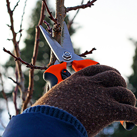 pruning an apple tree correctly