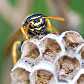 nasty looking wasp waiting to sting you