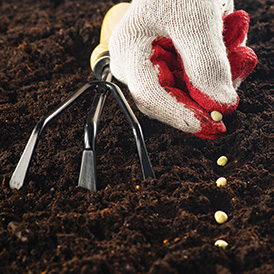 spring seeds being sown in anticipation of summer harvest